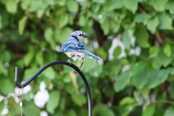 istock Closeup shot of a Blue Jay perched on a railing 1455798841