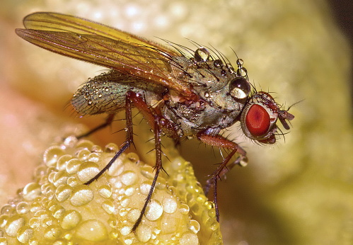 A macro shot of a small fly on a wet yellow surface with water drops