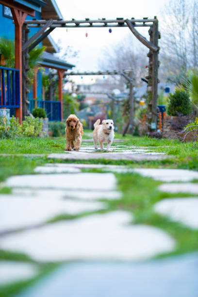 istock animal and nature concept 1455803311