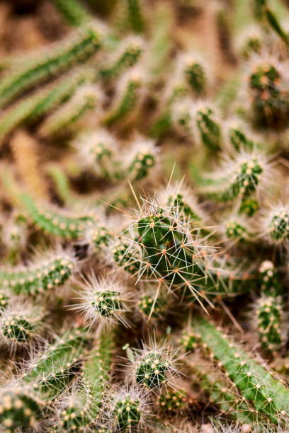 istock Selective focus shot of cactus in a dessert 1455803759