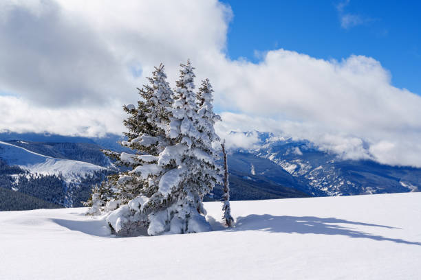 Frosted Trees on Top of Mountain Ridge - Scenic winter wonderland landscape view. Vail, Colorado USA.