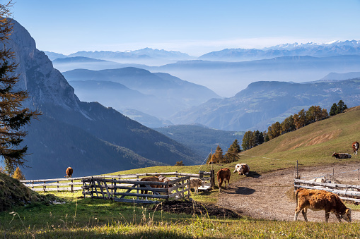 Herd of cows in Dolomites, South Tyrol, Italy
