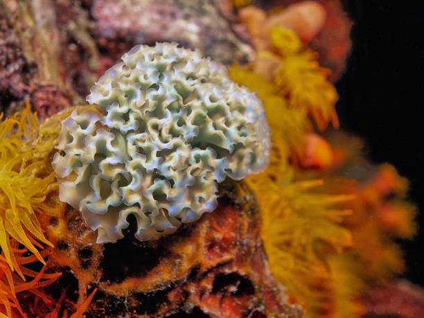 istock Elysia crispata, common name the lettuce sea slug or lettuce slug 1455808601