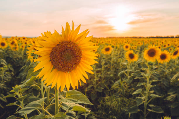 istock Beautiful field of blooming sunflowers 1455810311