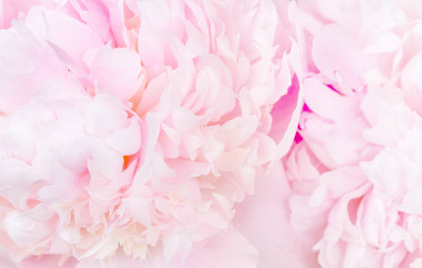 istock Beautiful aromatic fresh blossoming tender pink peonies texture, close up view. Romantic background 1455812281