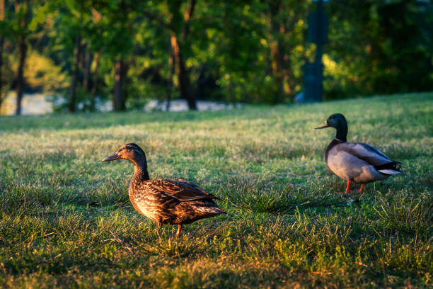 A two cute ducks walking on a grassy field