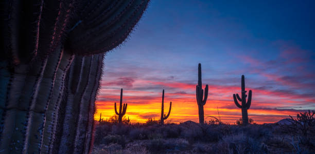 istock Sonoran saguaro sunrise silhoutte 1455813801