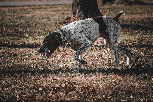 An adorable German Shorthaired Pointer playing with a branch in a forest