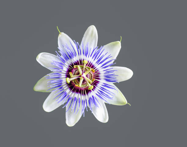 Passion flower isolated on gray background Passion flower isolated on gray background with clipping path passion flower stock pictures, royalty-free photos & images