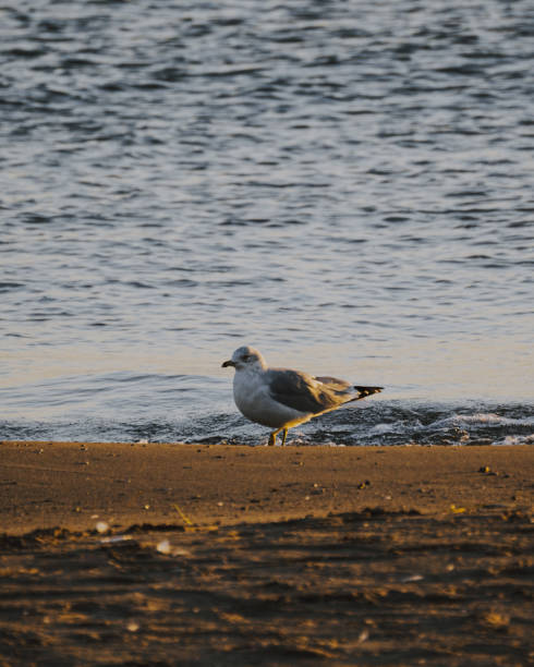 istock Selective focus shot of a seagull on the beach 1455817449