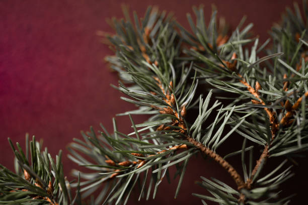 istock Evergreen branch with young pine cones on red background 1455817686
