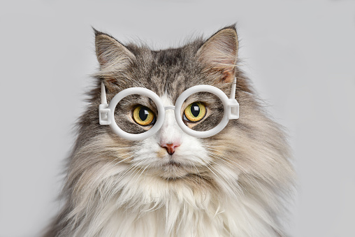 Portrait cat with round glasses, animal looks at the camera in studio. Animal portrait close-up.