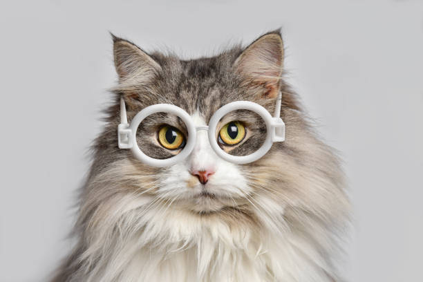 Portrait cat with round glasses looks at the camera stock photo
