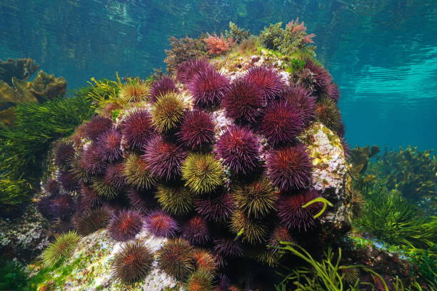 Group of sea urchins underwater Paracentrotus lividus Atlantic Ocean