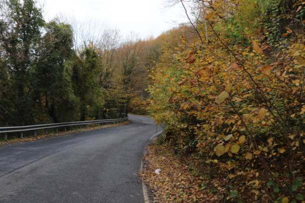 istock Autumn season, yellowed trees and driveway 1455823907