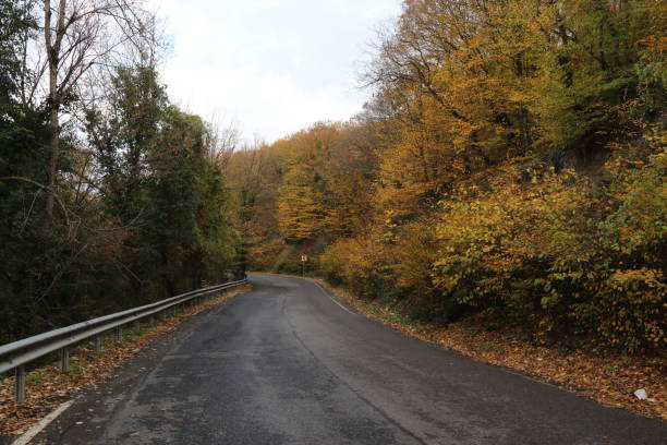istock Autumn season, yellowed trees and driveway 1455824065