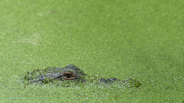 istock Eye of an Alligator in River 1455825024