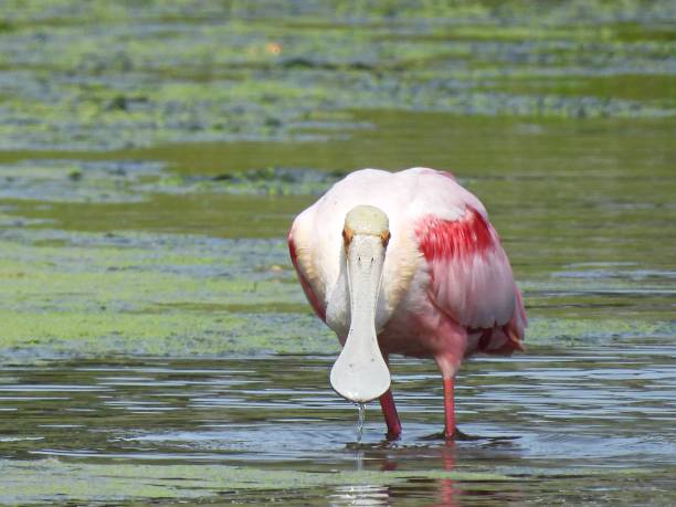 istock Roseate Spoonbill (Platalea ajaja) - foraging in the wetlands 1455826791