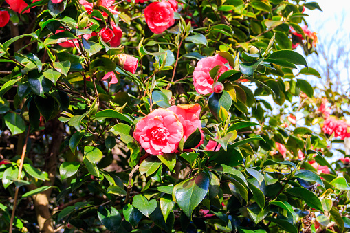 Beautiful blooming camellia tree in park