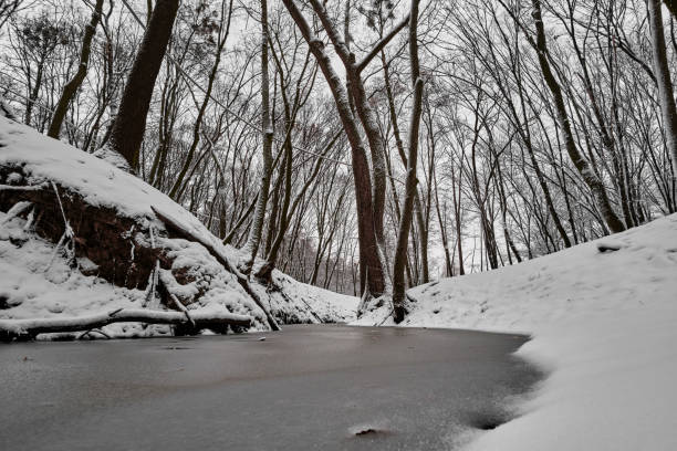 The Holosiivskyi National Nature Park in winter