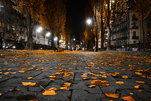 Yellow leaves on the sidewalk in the city at night. Kyiv, Ukraine.