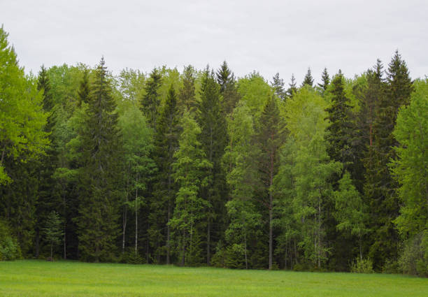istock Scenic view of pine trees in forest against sky 1455829649