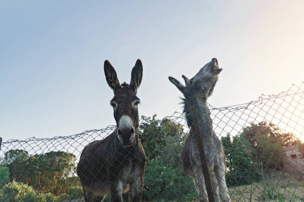 Funny donkeys pose for camera through fence of paddock against backdrop of sunset