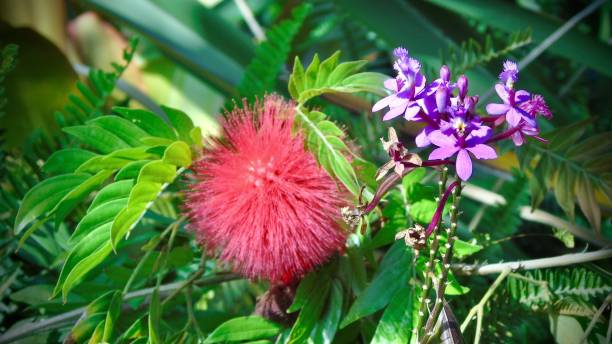 the pink powder puff tree (calliandra haematocephala) is graced with the addition of a violet-colored crucifux orchid (epidendrum secundum). stock photo