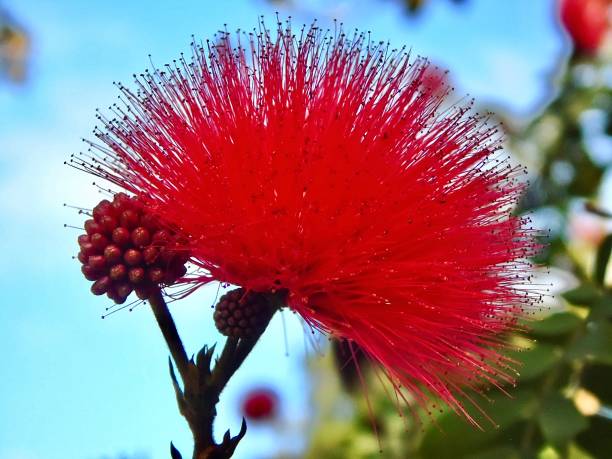 the pink powder puff tree (calliandra haematocephala) displays one red puff ball flower and one flower bud. stock photo