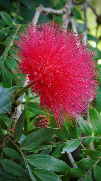 pink fluffy and fuzzy the pink powder puff tree (calliandra haematocephala) grows on the island of maui, hawai'i. stock photo