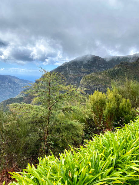 istock beautiful Madeira landscape 1455830324