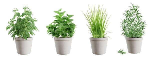istock Set of potted green herbs isolated on white background. 3D render. 1455831021