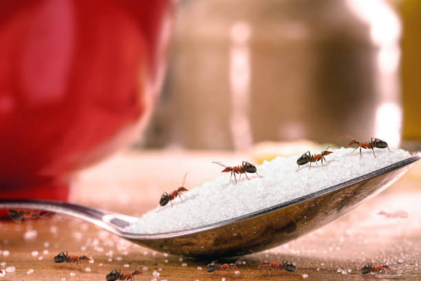 istock sweet ants eating sugar on spoon, insect problem and rpaga inside the kitchen 1455831030