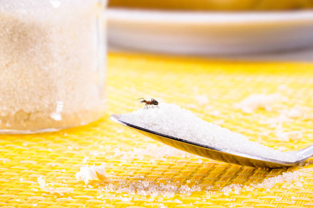 istock a sweet ant on a sugar spoon in the dirty kitchen, ant plague problem starting, copy space, spot focus 1455831039