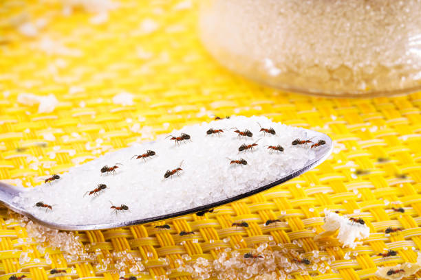 muitas formigas atacando colher de açúcar na mesa, uma colher de açúcar na cozinha suja, problema de praga de formigas começando, espaço de cópia, foco pontual - anthill macro ant food - fotografias e filmes do acervo