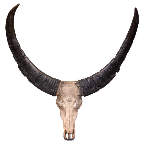 istock Isolated Cow Skull And Horns 1455831203