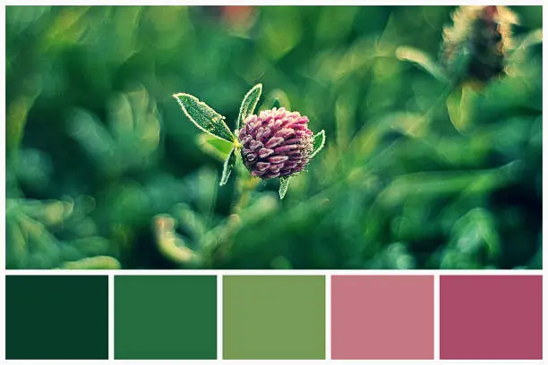 Swatch color palette clover plant matching autumn colors. Collage collection combination of autumn light and dark green colors palette