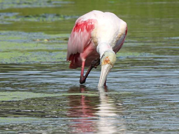 istock Roseate Spoonbill (Platalea ajaja) - scratching its neck in a lake 1455831739