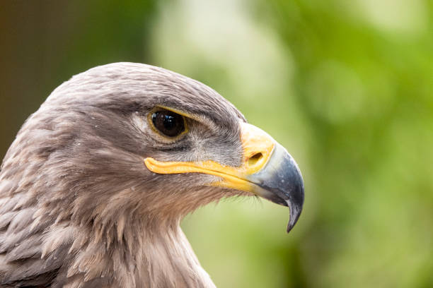 istock Evil stare of golden eagle 1455832742