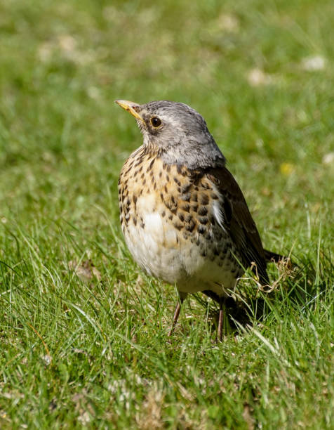 istock Close up of bird perching on grass 1455832987