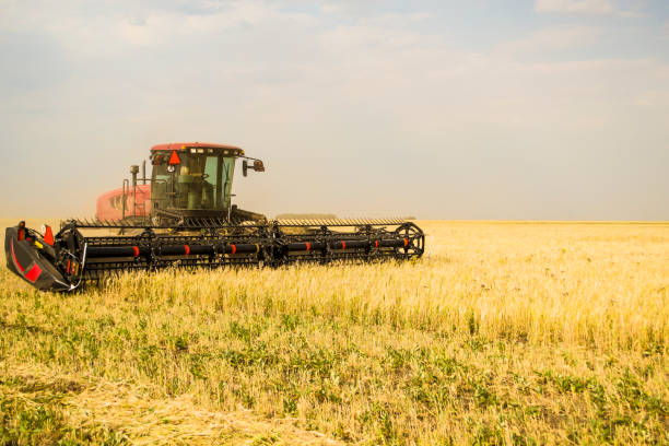 el tractor corta trigo para heno, alimento para vacas no transgénicas. - non rural scene fotografías e imágenes de stock