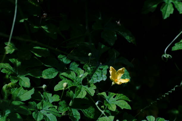 istock Closeup shot of a bloom bitter melon (Momordica charantia) 1455833676
