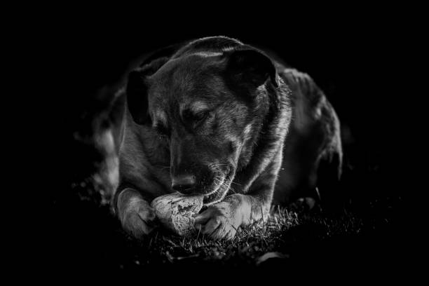 A grayscale of a dog on the grass