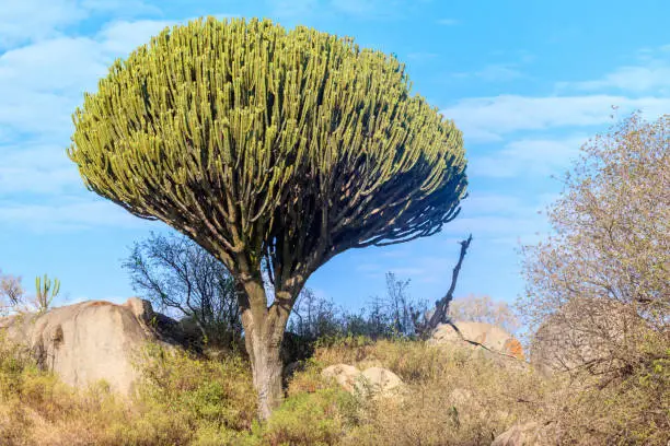 Candelabra tree (Euphorbia ingens), also known as naboom in Serengeti national park