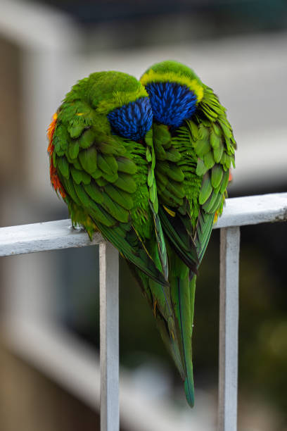 Lorikeet Birds Sheltering From The Rain Lorikeet birds sheltering from the rain lorikeet stock pictures, royalty-free photos & images