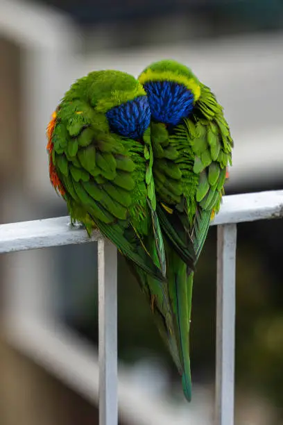 Lorikeet birds sheltering from the rain