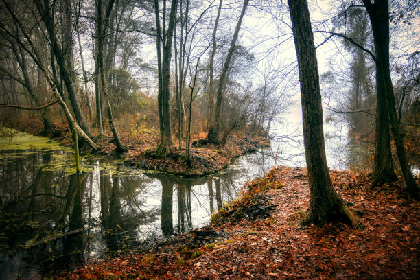 istock Lake Benson Park Foggy Marsh 1455835298
