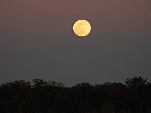 istock Full Moon (Wolf Moon) January 6, 2023 at a wildlife refuge 1455835910