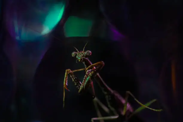 A macro shot of a mantis with colorful bokehlights in the background