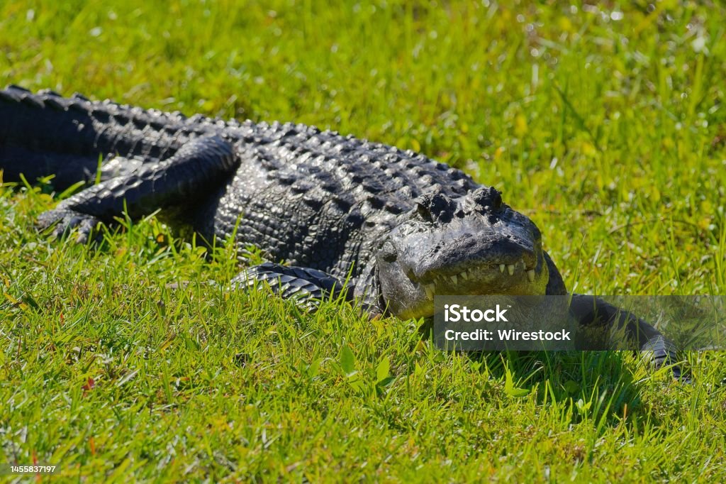 Closeup of an American alligator on the grass A closeup of an American alligator on the grass Grass Stock Photo
